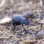 Prevenire l’infestazione di scarafaggi: consigli pratici