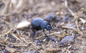 Prevenire l'infestazione di scarafaggi: consigli pratici